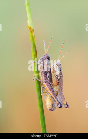 Tau - überdachte Atlantic Heuschrecken (Paroxya Atlantica) Offizier auf einem pflanzlichen Stammzellen in der kühlen Luft des frühen Morgens. Stockfoto