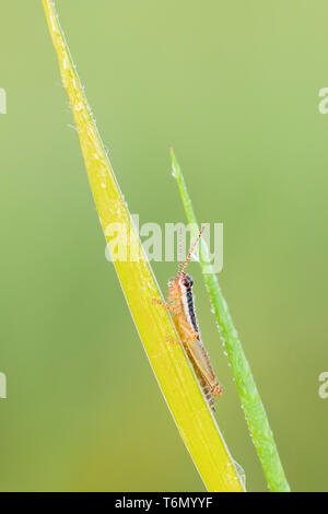 Eine mit Tau bedeckte Spurkehlnymphe (Paroxya sp.) stielt an einem Pflanzenstamm in der kühlen Luft des frühen Morgens. Stockfoto