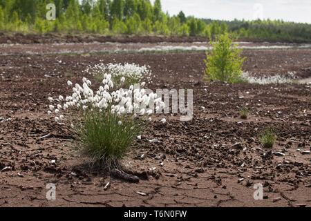 Tussock Wollgras Stockfoto