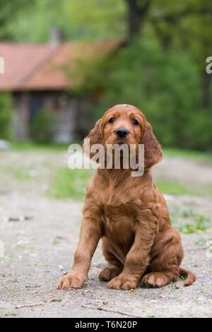 Irish Red Setter Welpen Stockfoto