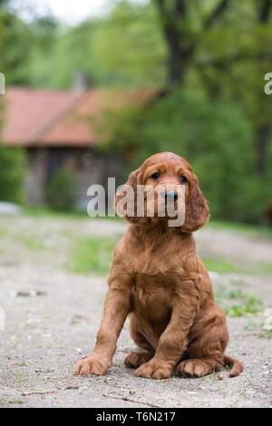 Irish Red Setter Welpen Stockfoto
