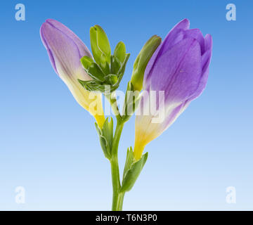 Gestüt blaue Vanda vor blauem Himmel isoliert Stockfoto