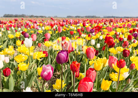 Field of beautiful colorful tulips in the Netherlands Stockfoto