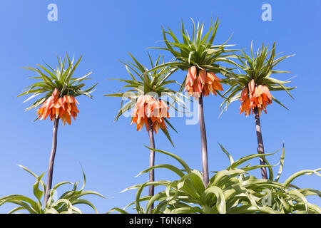 Orange Crown Imperial Lily, lateinischer Name - Frittilaria imperialis Stockfoto