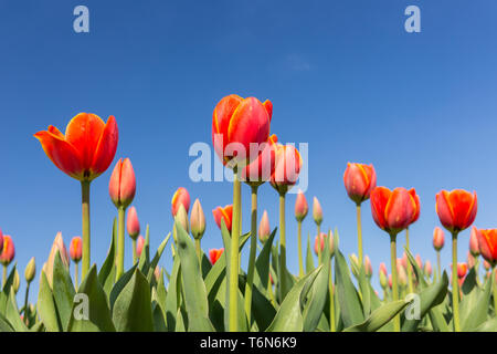 Rote Tulpen auf einem blauen Himmel Stockfoto