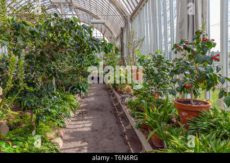 Tropenhaus mit Pflanzen und Kakteen Stockfoto