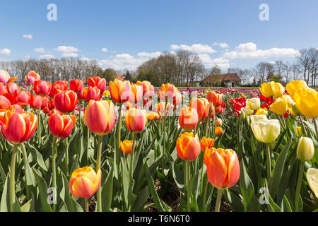 Tulpenfeld mit Bauernhaus in der Nehterlands Stockfoto