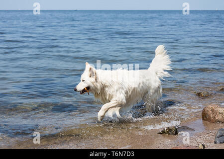 Weißer Schweizer Schäferhund abrufen einen Zweig aus dem Wasser Stockfoto