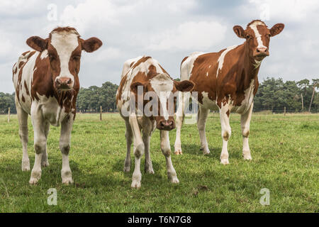 Neugierige Kühe im niederländischen Weide Stockfoto