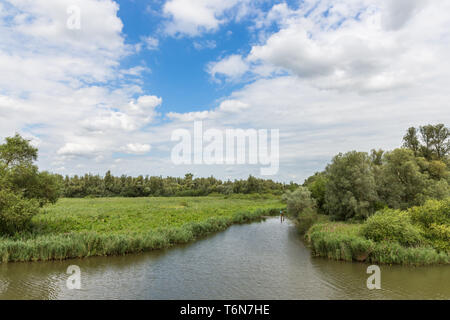 Sumpf der Nationalpark De Biesbosch in den Niederlanden Stockfoto