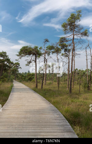 Hölzerne Weg durch Feuchtgebiet mit Bäumen Stockfoto