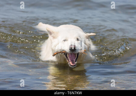 Weißer Schweizer Schäferhund abrufen einen Zweig aus dem Wasser Stockfoto