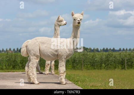 Zwei peruanische Alpakas in einem niederländischen Tierpark Stockfoto