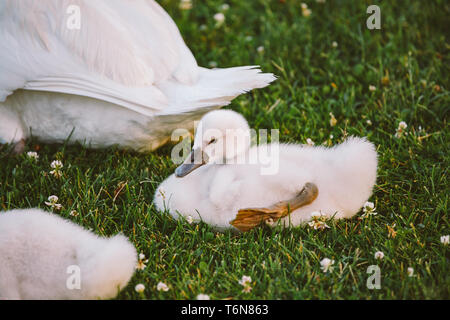 Kleine weiße Baby Schwan lernt auf grünem Gras neben ihrer Mutter zu gehen Stockfoto