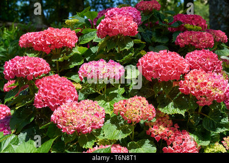 Hortensienblüten. Sintra. Portugal Stockfoto