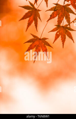 Herbstliche Hintergrund, leicht defokussiert rote Ahornblätter Stockfoto