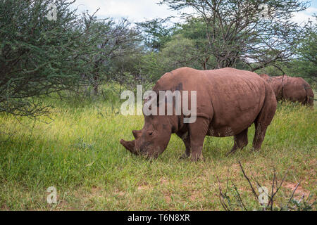 Breitmaulnashorn, Waterberg Plateau Nationalpark, Namibia Stockfoto