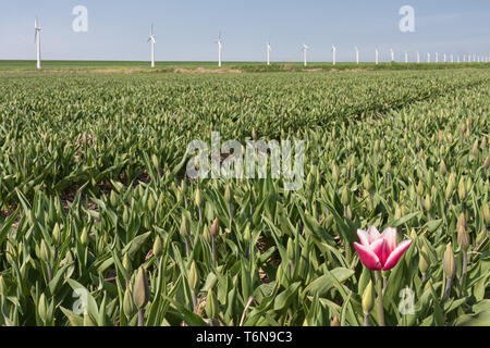 Erste holländische Tulpen im Frühling Stockfoto