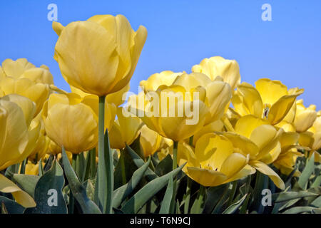 Gelbe Tulpen Stockfoto