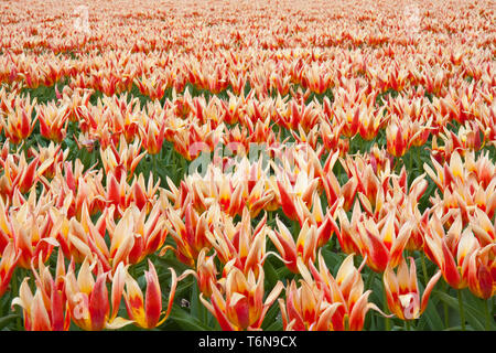Tulpenfeld in den Niederlanden Stockfoto
