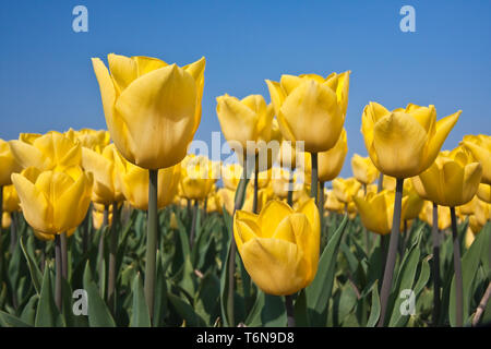 Gelbe Tulpen auf den Gebieten der Niederlande Stockfoto