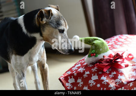 Ein Fox Terrier Hund am Weihnachten Geschenk und die Mütze suchen Stockfoto