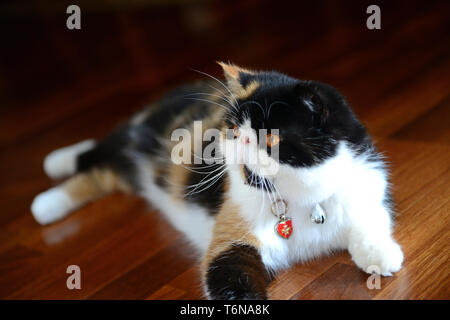 Eine persische exotische Katze Gefühl zu Hause komfortabel Stockfoto