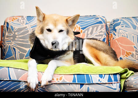 Shepard Husky Mix Hund Stockfoto