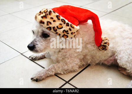 Bichon Hund trägt ein Leopard Santa Hut Stockfoto