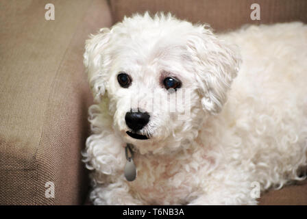 Bichon Festlegung in einem Stuhl Stockfoto