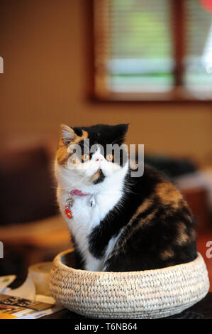 Eine persische exotische Katze im Korb sitzen in die Kamera schaut Stockfoto