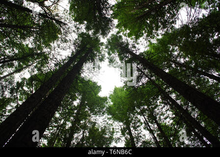 Shot suchen bis in den Himmel im Roten Wald Wald Stockfoto