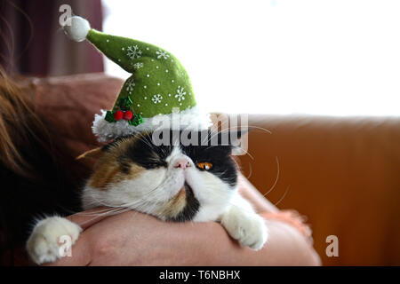 Eine persische exotische Katze hatte eine Mütze auf Stockfoto
