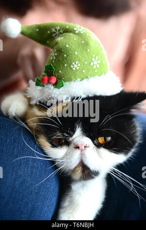 Eine persische exotische Katze hatte eine Mütze auf Stockfoto