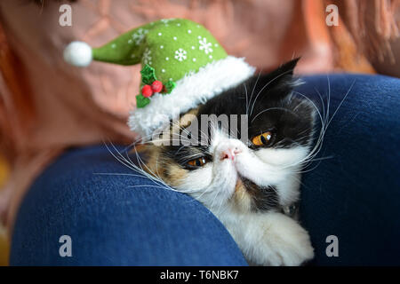Eine persische exotische Katze hatte eine Mütze auf Stockfoto