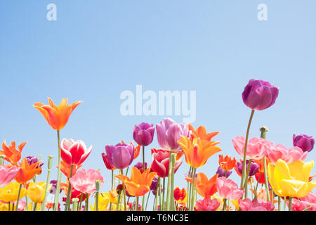 Schöne farbige Blumen mit Exemplar für text Stockfoto