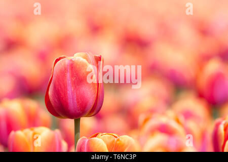 Orange Tulpe mit selektiven Fokus Stockfoto