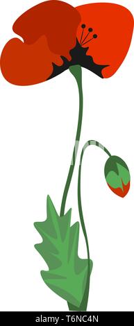Eine schöne orange poppy flower mit einer Knospe vector Farbe, Zeichnung oder Abbildung Stock Vektor
