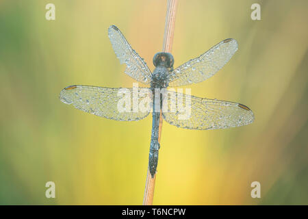 Ein Tau - überdachte männliche Kleine Blaue Dragonlet (erythrodiplax Minuscula) für die Sonne wartet bis in den frühen Morgen zu erwärmen. Stockfoto