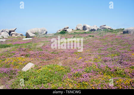 Bunte Heide an der felsigen Küste der Bretagne, Frankreich Stockfoto