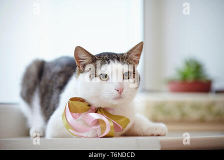 Die Hauskatze, weiß mit bunten Flecken, mit einem Bogen auf ein Hals, liegt auf einer Fensterbank. Stockfoto