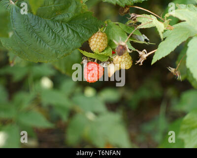 Noch nicht reif Brombeeren auf einem Zweig Stockfoto