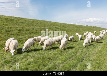 Herde Schafe weiden entlang einer niederländischen Deich Stockfoto