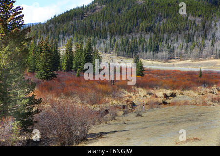 Die Ankunft des Frühlings verwandelt den trostlosen Winter Farben in pulsierenden Leben suchen Farben in der Kananskis in Alberta, Kanada. Stockfoto