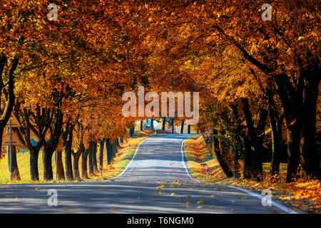 Schöne Bäume auf der Gasse im Herbst Stockfoto