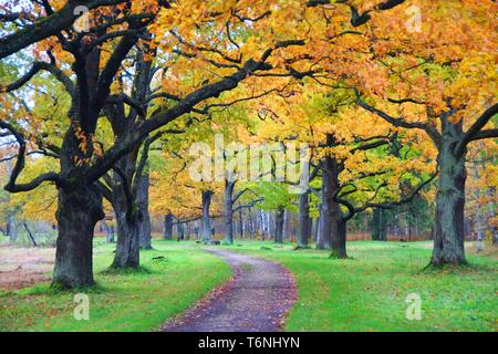 Herbst Spaziergang in Babolovsky Park Stockfoto