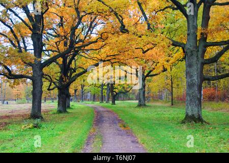 Herbst Spaziergang in Babolovsky Park Stockfoto