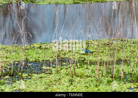 American purple gallinule in Marsh Wasser auf der Suche nach Nahrung in Gainesville, Florida Paynes Prairie Preserve State Park Wasserscheide Stockfoto