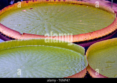 Seerose mit grossen Blättern Stockfoto