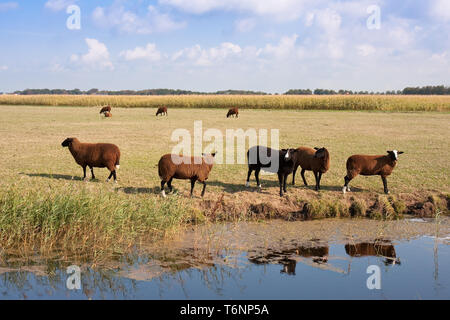 Braune Schafe in der großen niederländischen Wiese Stockfoto